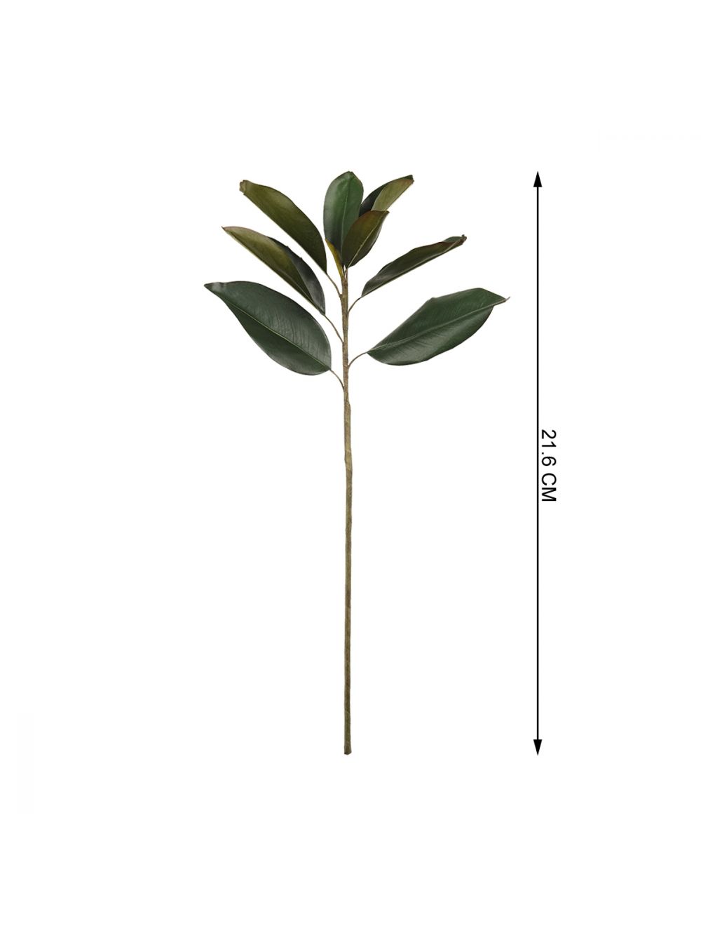 Magnolia Foliage